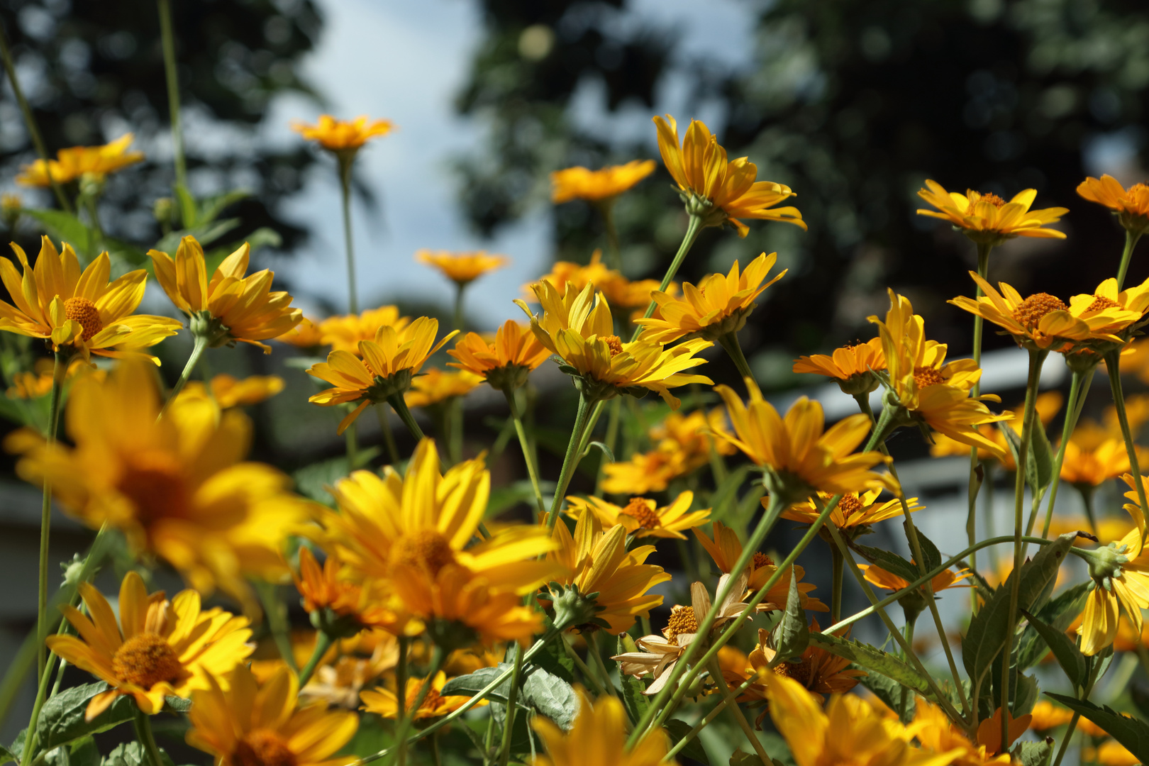 Sommerblumen Foto Bild Sommer Natur Blumen Gelb Natur Bilder Auf Fotocommunity