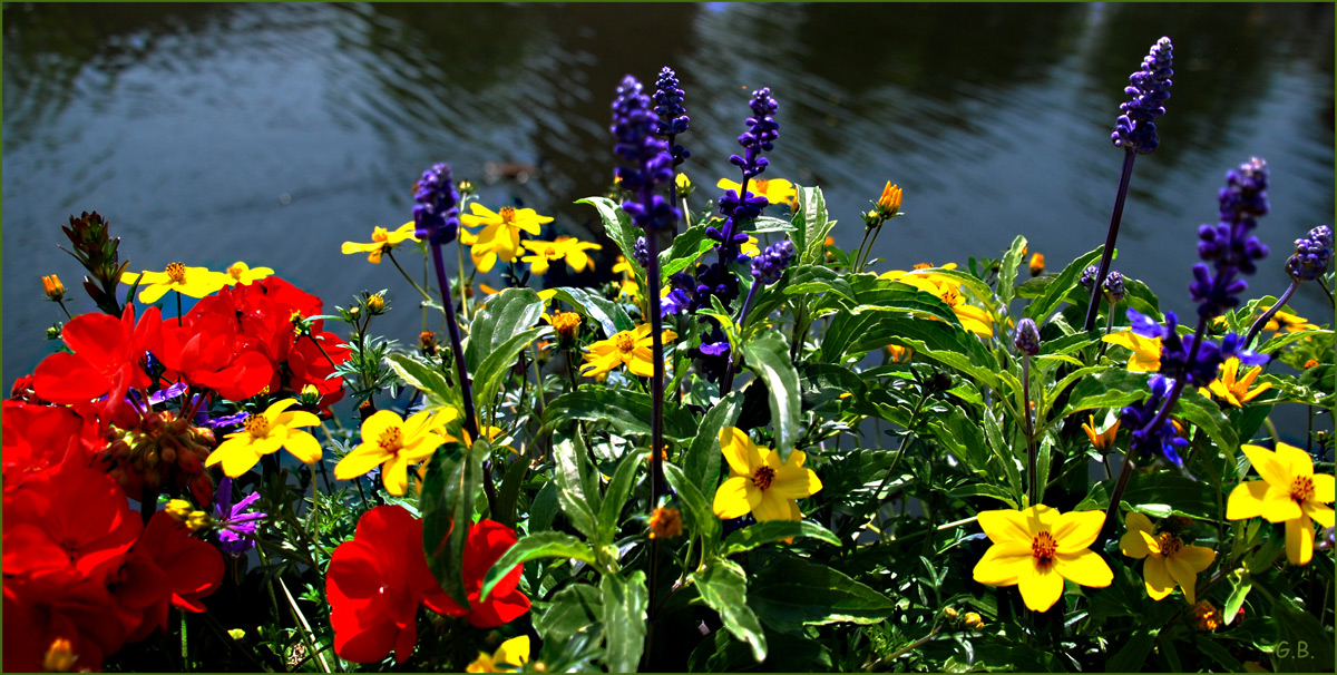 Sommerblumen