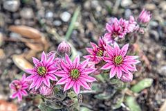 Sommerblumen