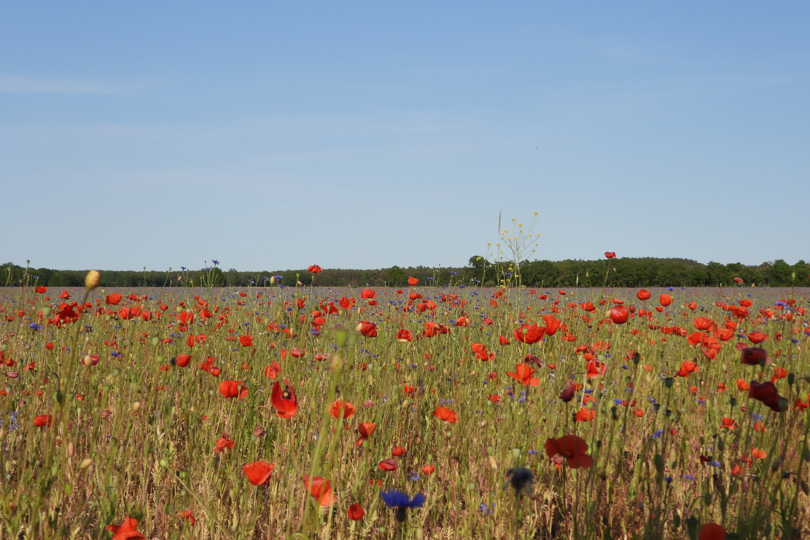 Sommerblumen