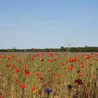 Sommerblumen