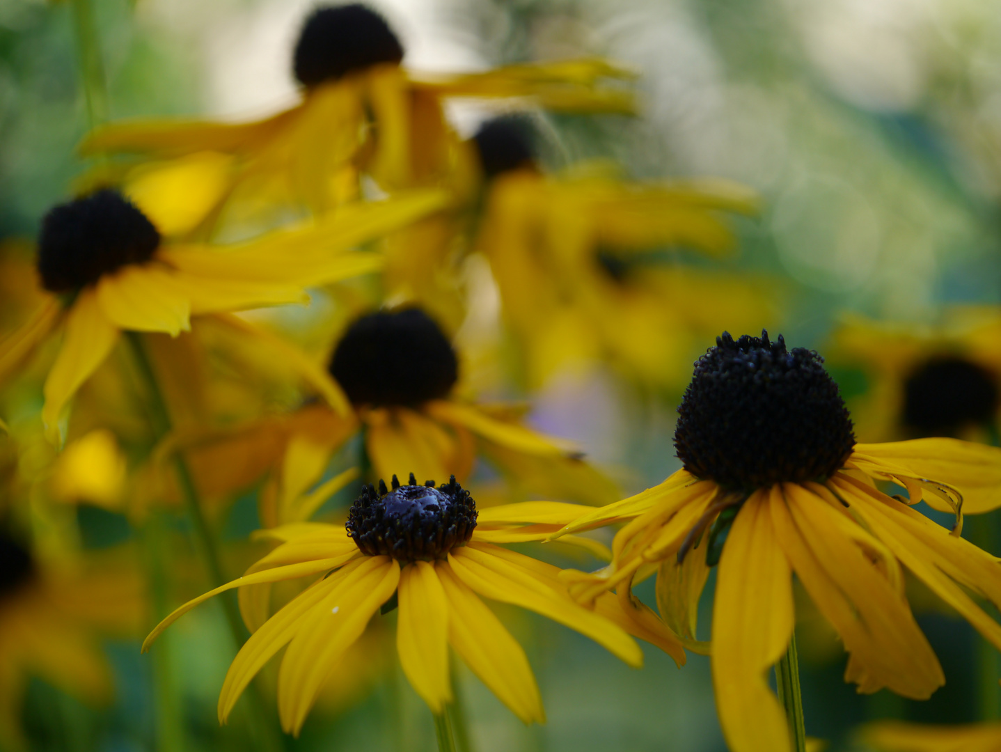 Sommerblumen