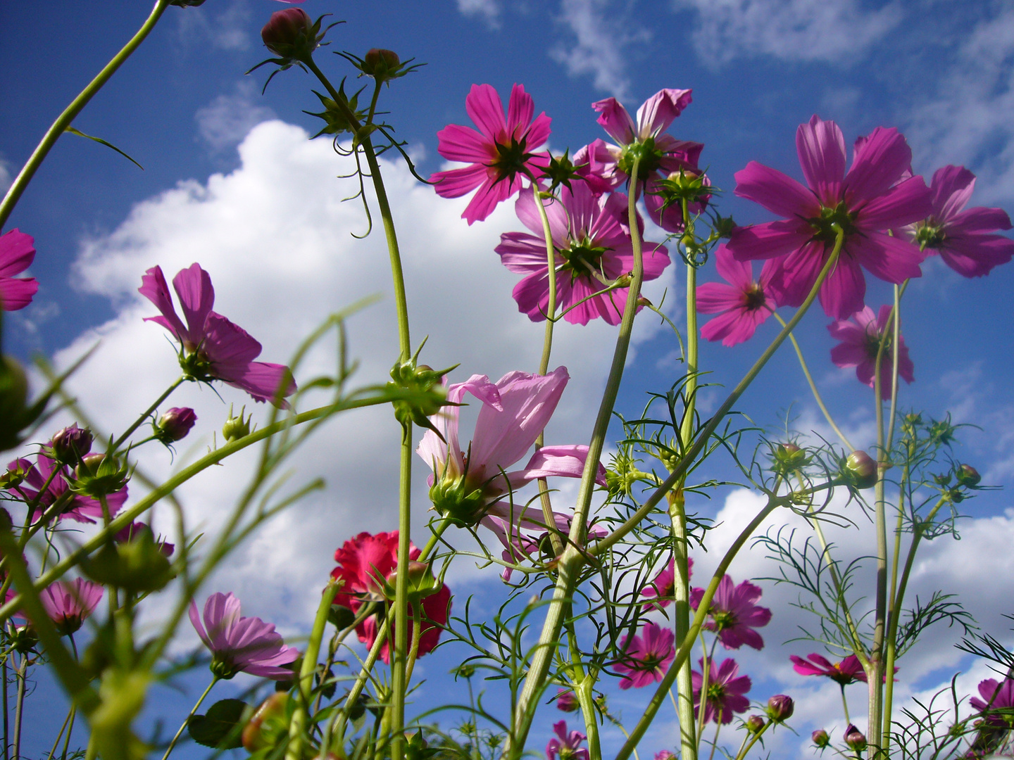 Sommerblumen