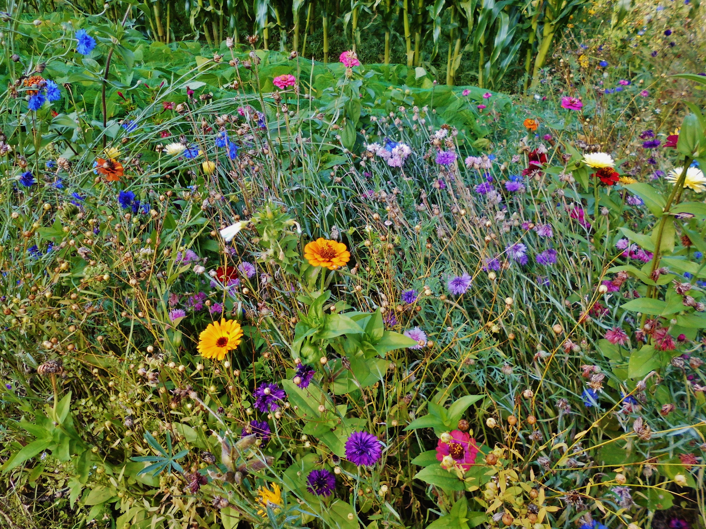 Sommerblumen