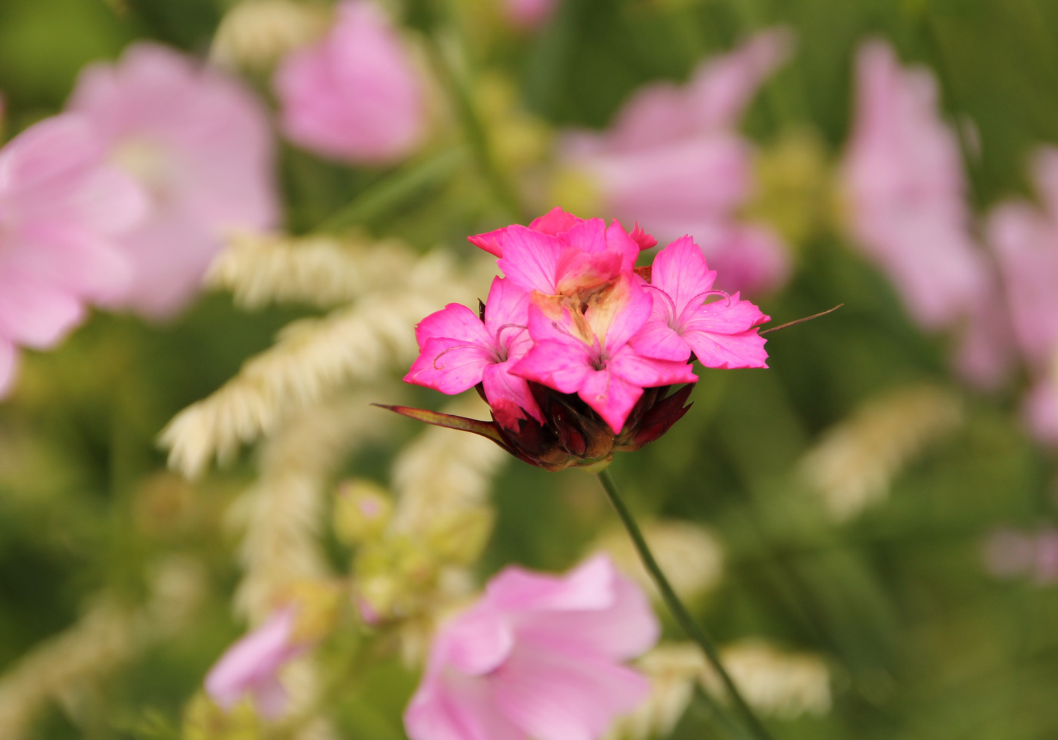 Sommerblumen