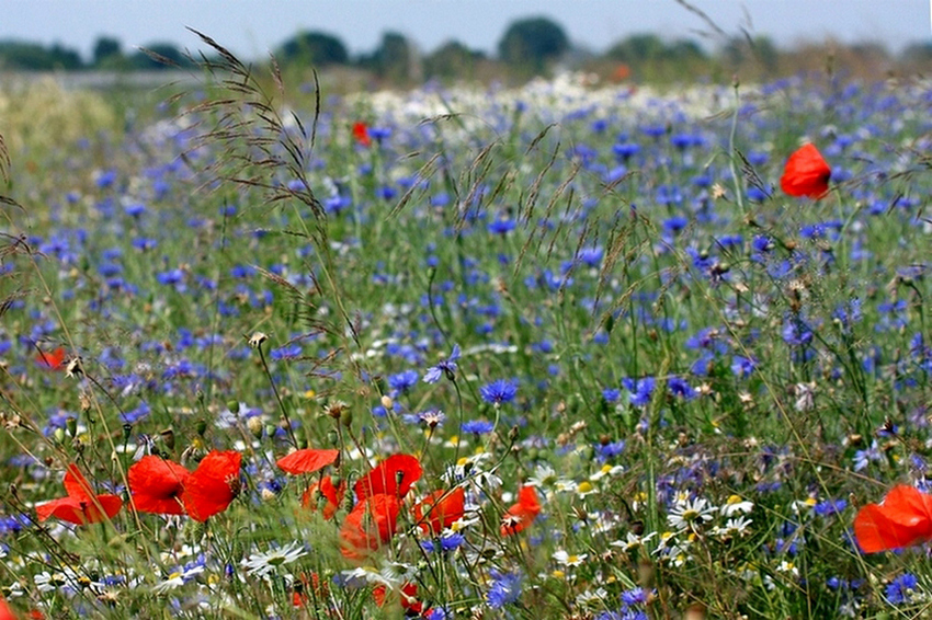 Sommerblumen am Feldrand