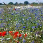 Sommerblumen am Feldrand