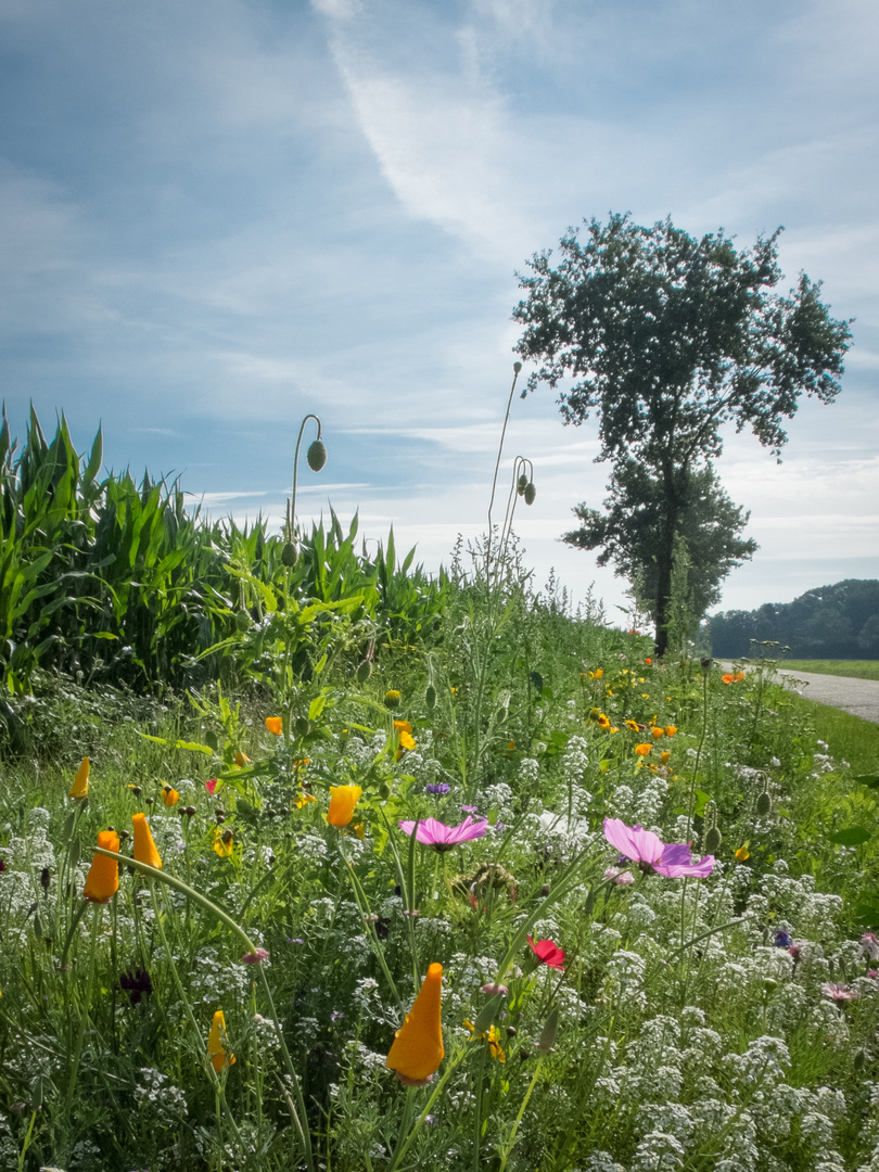 Sommerblumen am Wegesrand