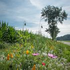 Sommerblumen am Wegesrand