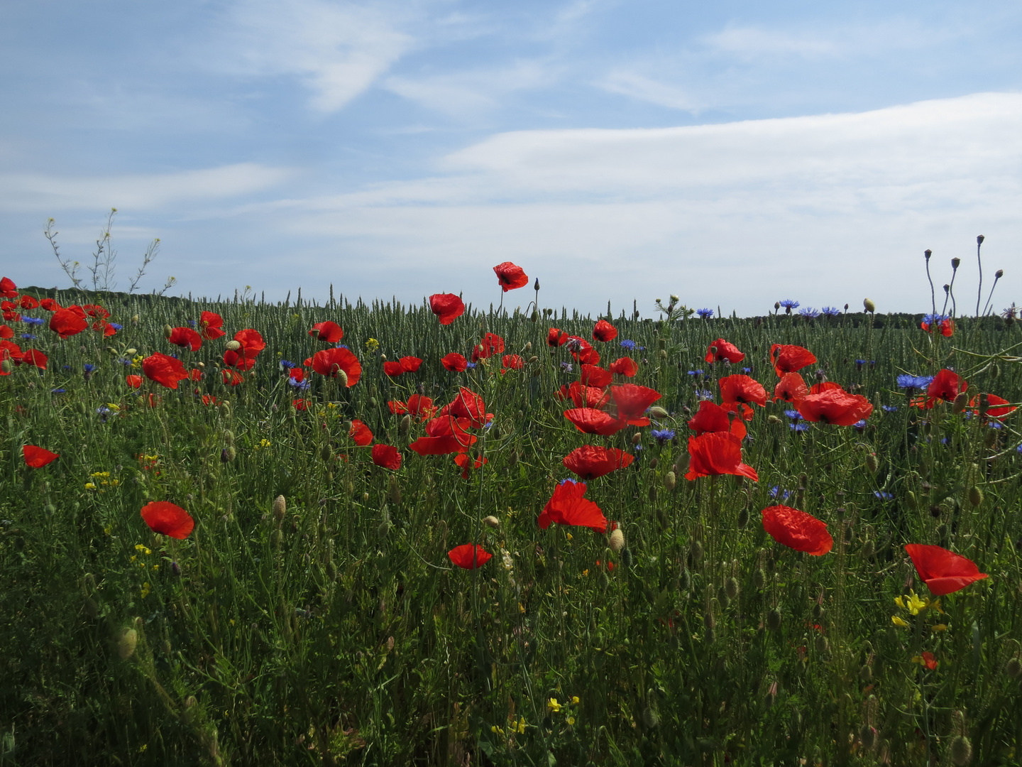 Sommerblumen am Wegesrand