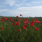 Sommerblumen am Wegesrand