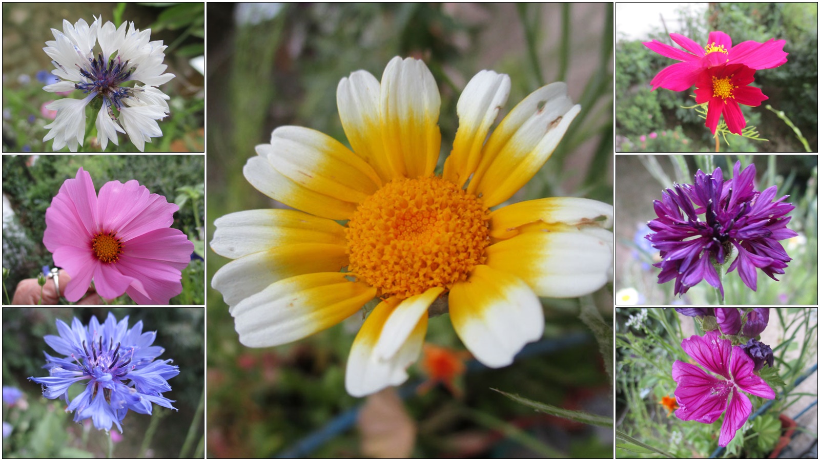  Sommerblumen auf Balkonien