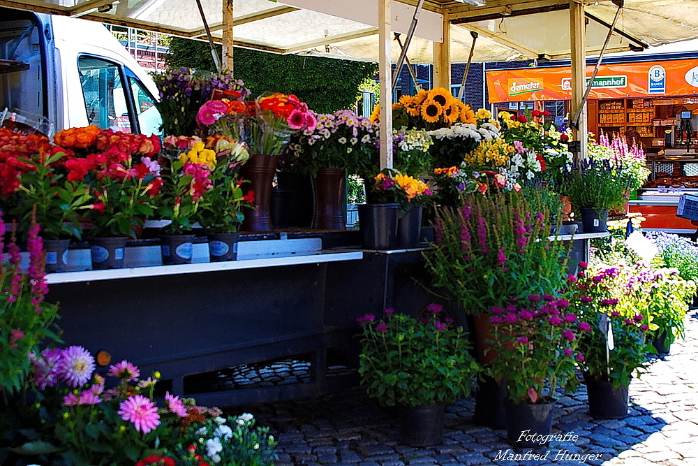 Sommerblumen auf dem Wochenmarkt