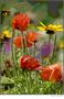 Sommerblumen by Heinz Dautzenberg