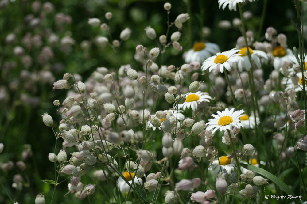 Sommerblumen