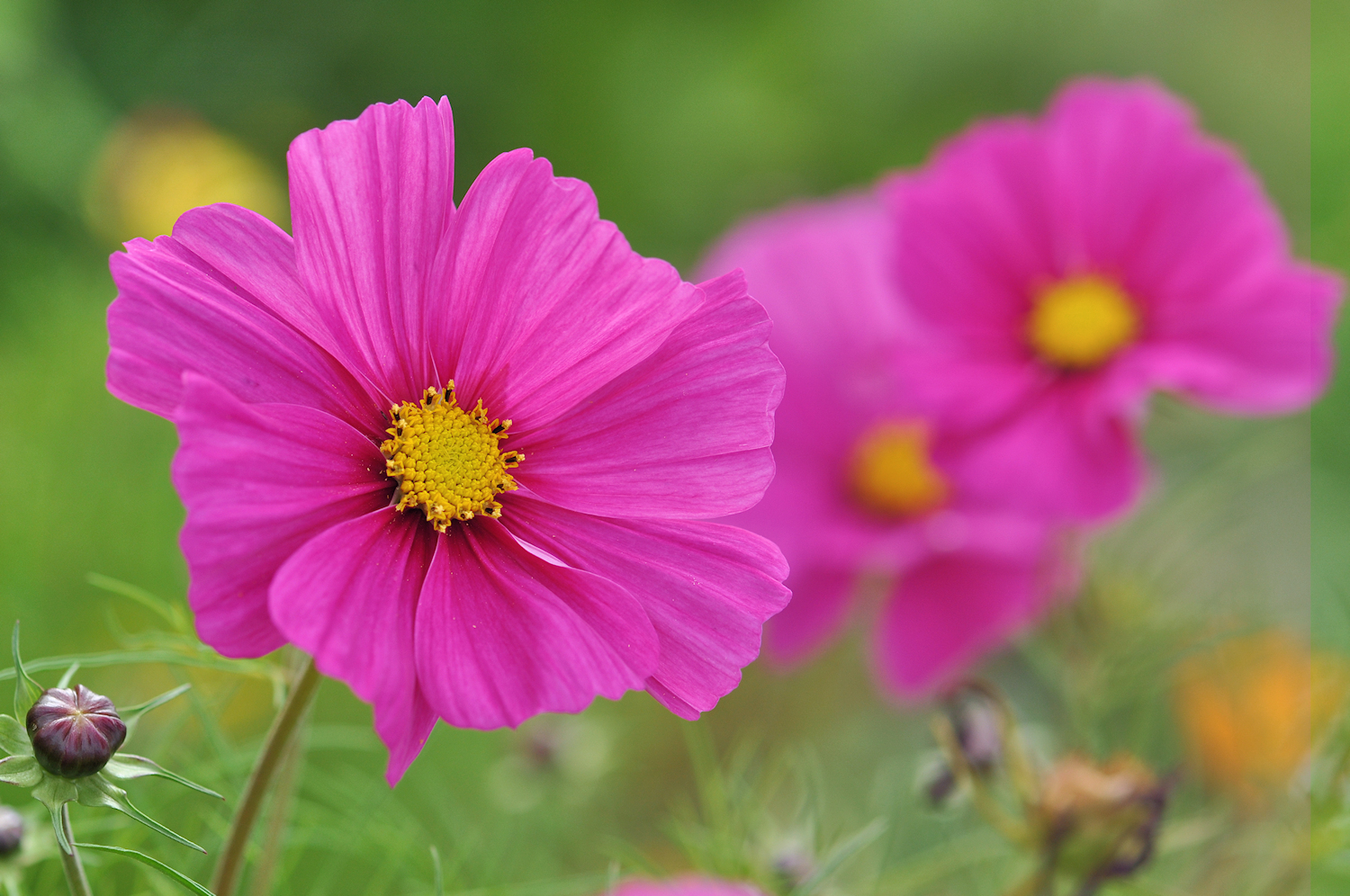 sommerblumen