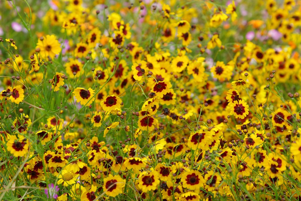 Sommerblumen (Bretagne 2008)