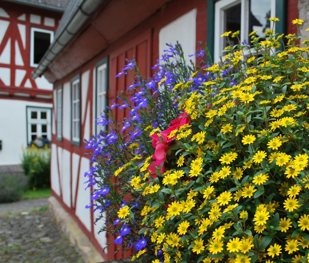 Sommerblumen