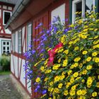 Sommerblumen