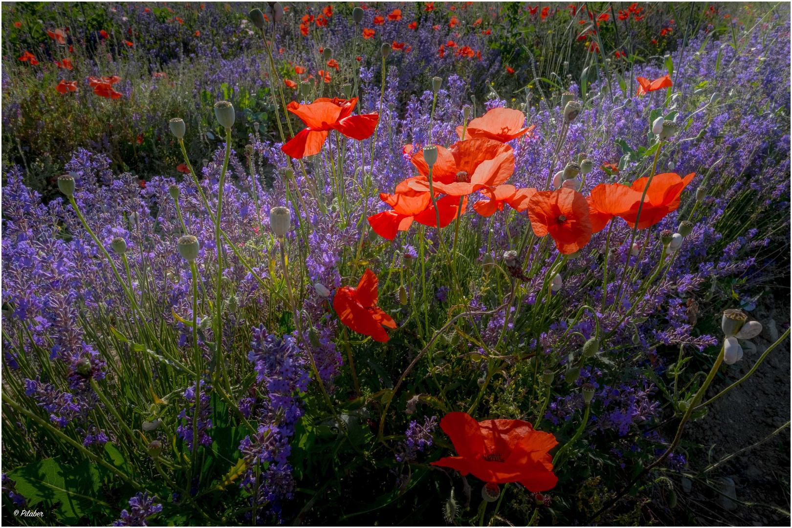 Sommerblumen