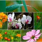 Sommerblumen-Collage (meine erste Collage)