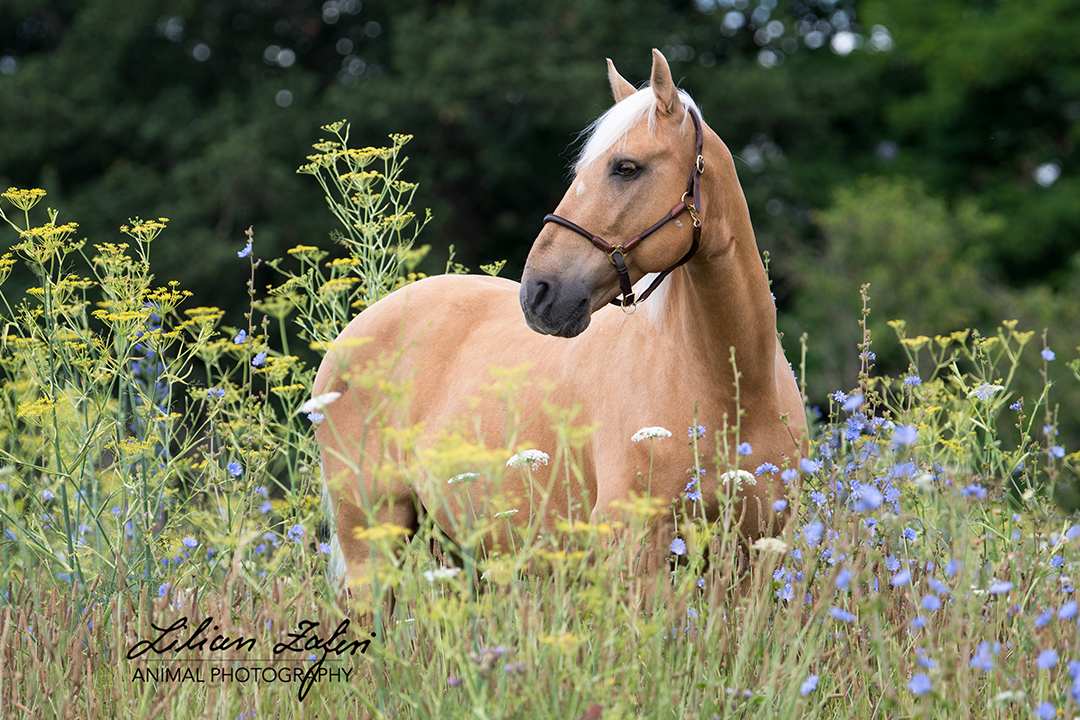 Sommerblumen