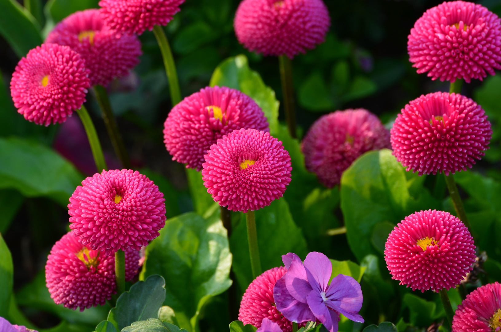 40+ Sommer Bilder Blumen, Finden sie hochwertige fotos, die sie