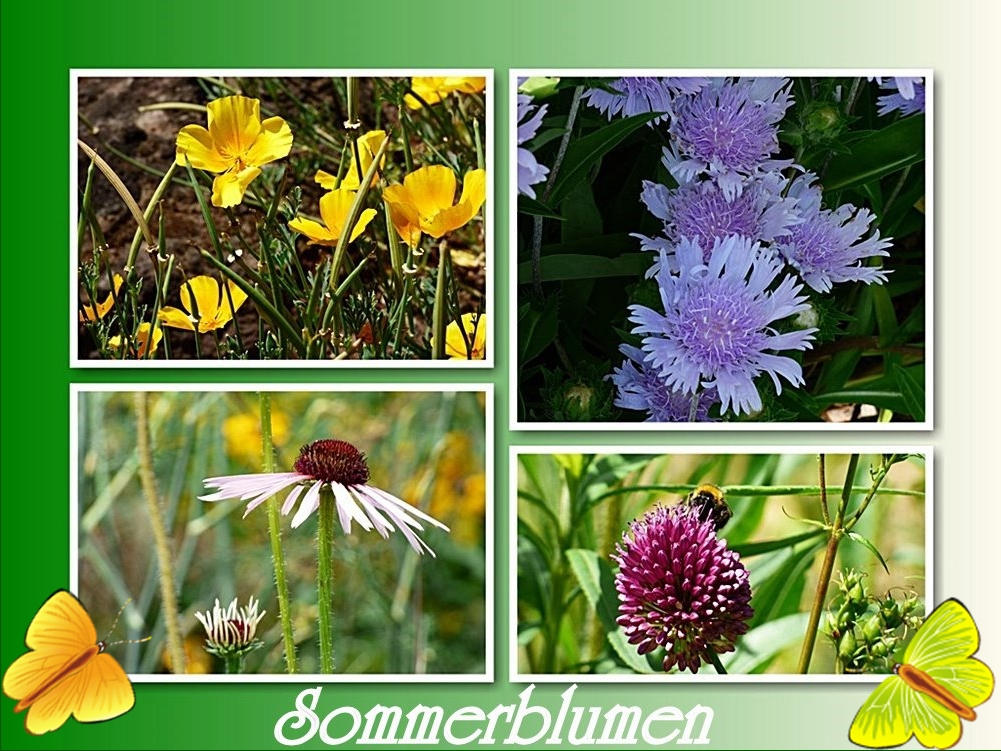 Sommerblumen