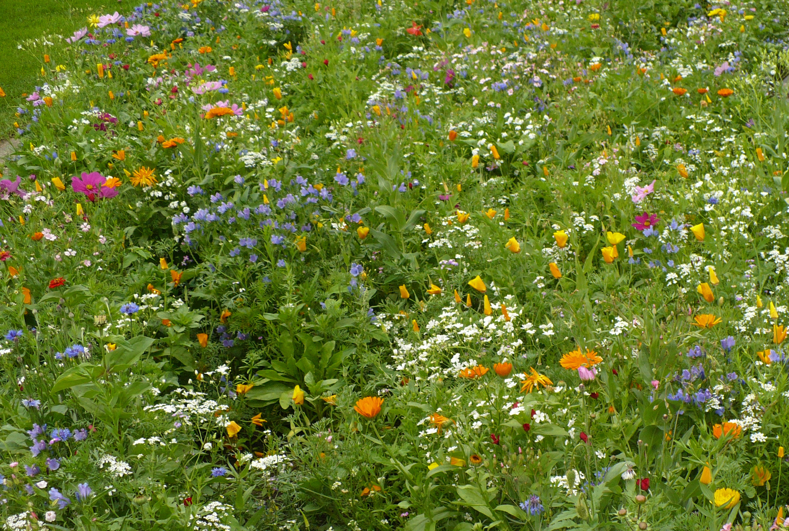 Sommerblumen