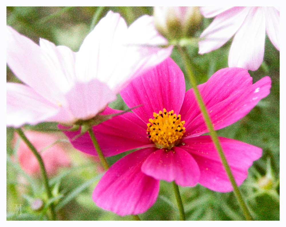 Sommerblumen Foto & Bild | pflanzen, pilze & flechten, blüten