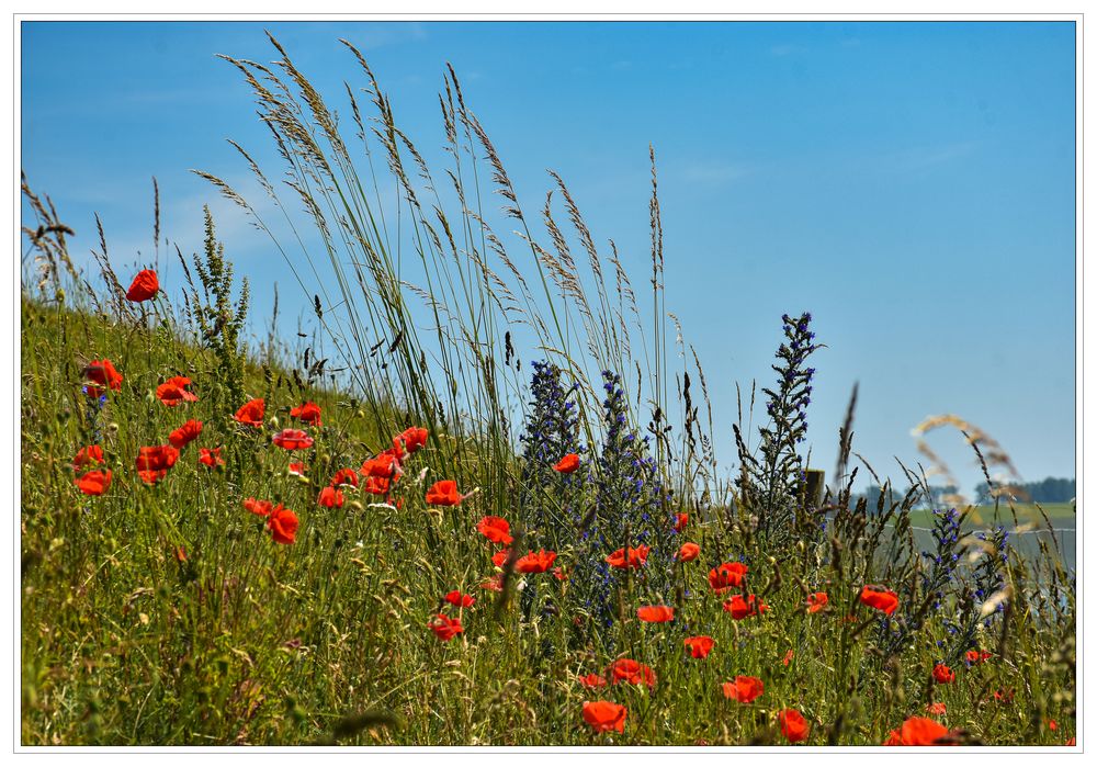 Sommerblumen