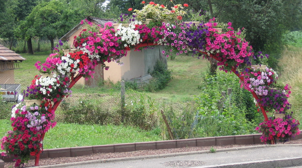 Sommerblumen