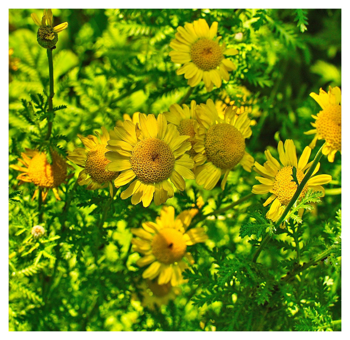 Sommerblumen , Färber Kamille.