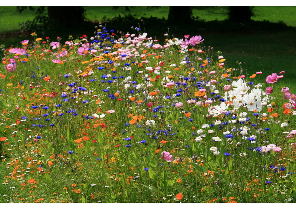 ---Sommerblumen Farbenpracht Zoo Rheine---