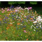 ---Sommerblumen Farbenpracht Zoo Rheine---