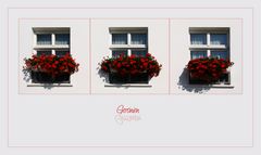 Sommerblumen - Fenster