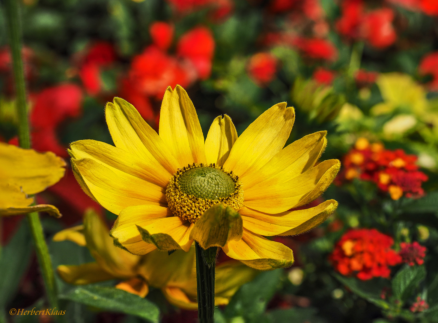 Sommerblumen II Foto & Bild | natur, landschaft, pflanzen Bilder auf