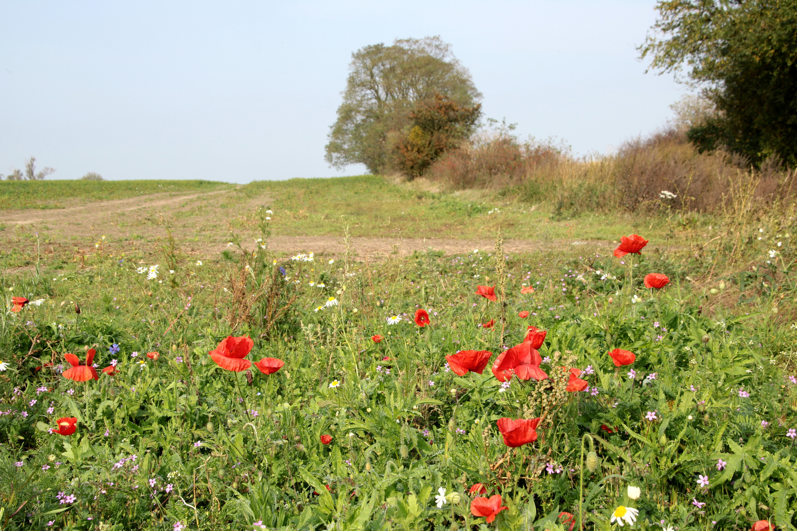 Sommerblumen im Oktober