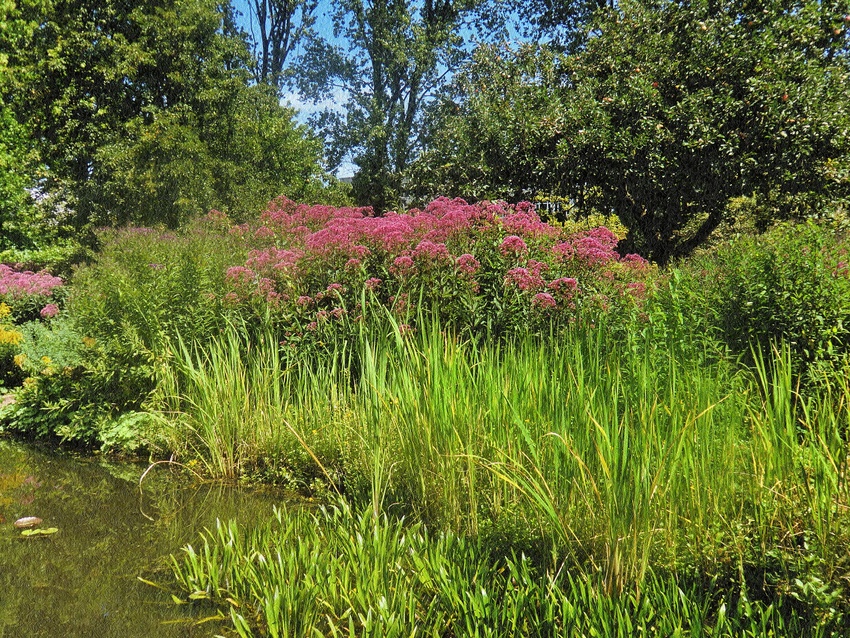 Sommerblumen im Park