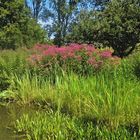 Sommerblumen im Park