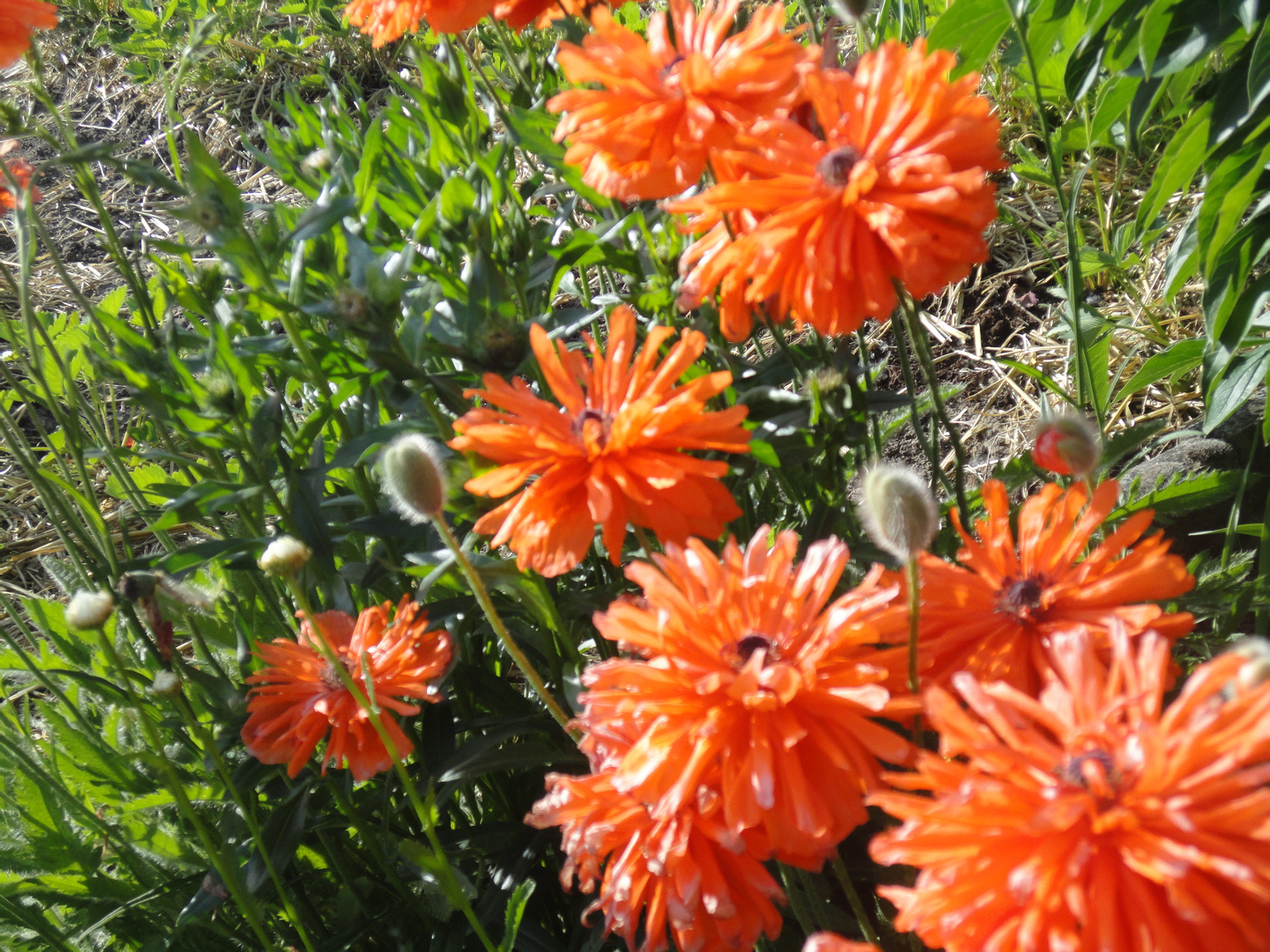 Sommerblumen im Schrebergarten