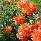 Sommerblumen im Schrebergarten