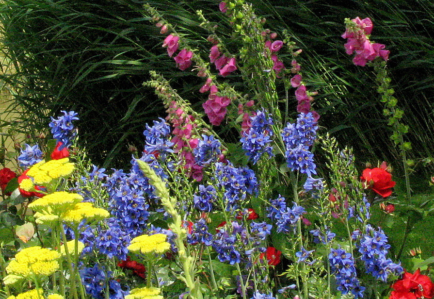 Sommerblumen im Seewind