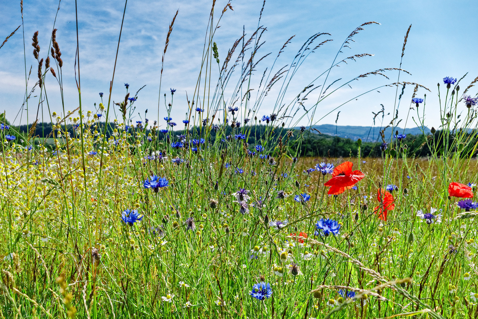 Sommerblumen im Wind