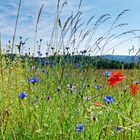 Sommerblumen im Wind