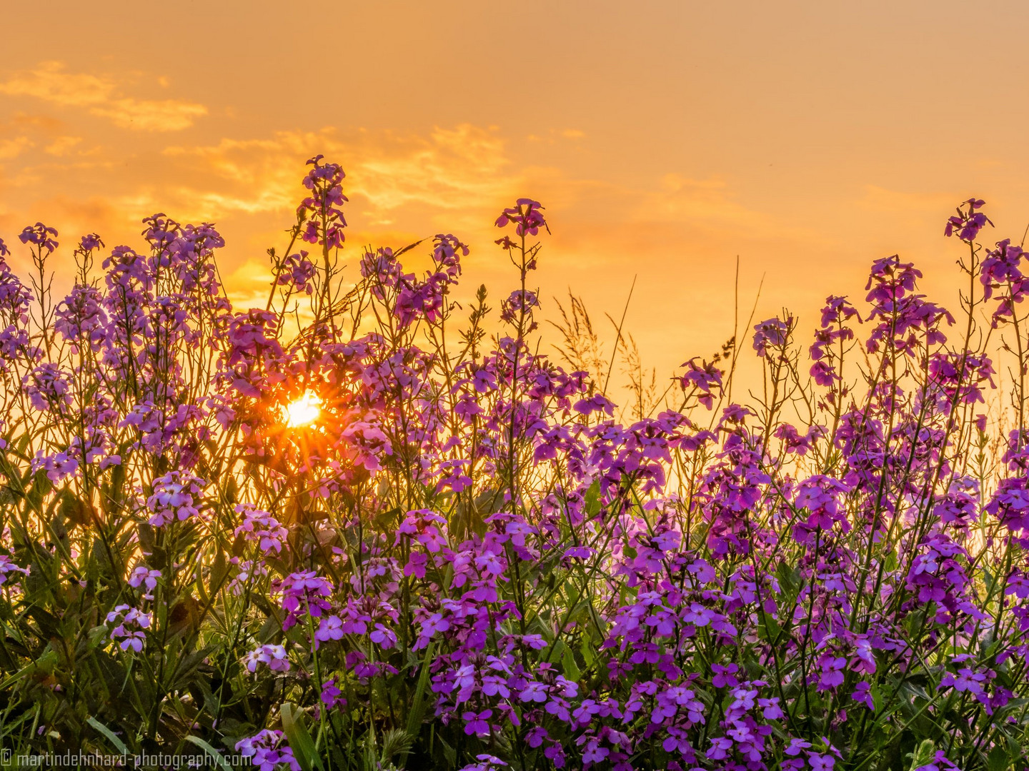 Sommerblumen in der Abendsonne