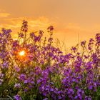 Sommerblumen in der Abendsonne