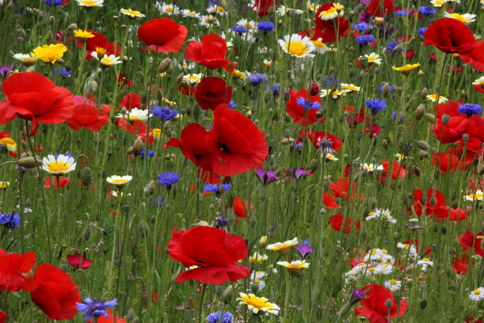 Sommerblumen in einem Vorgarten