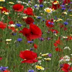 Sommerblumen in einem Vorgarten