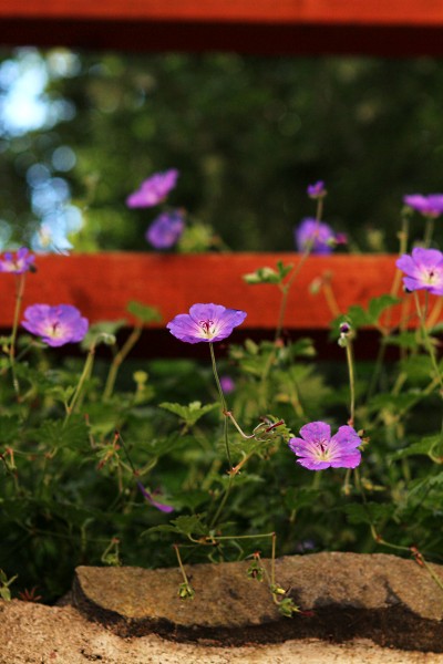 Sommerblumen in hohen Norden